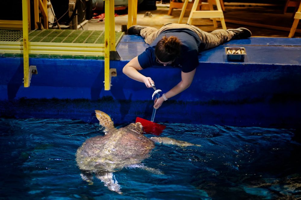 Sea turtle named Seaweed gets MRI